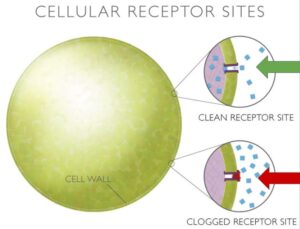 cellular diagram